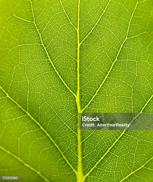 Leaf Powierzchni - zdjęcia stockowe i więcej obrazów Liść - Liść, Tekstura, Dąb - drzewo
