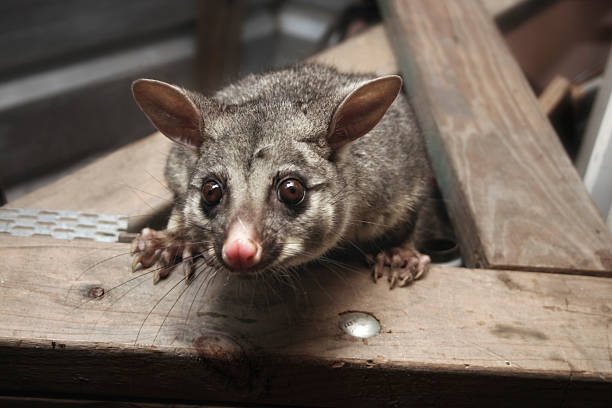 possum in the rafters looking down stock photo