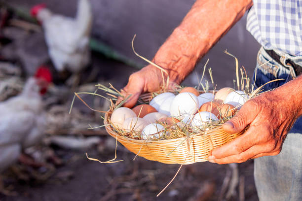 istock a male farmer holds chicken eggs in his hands. 1722124400