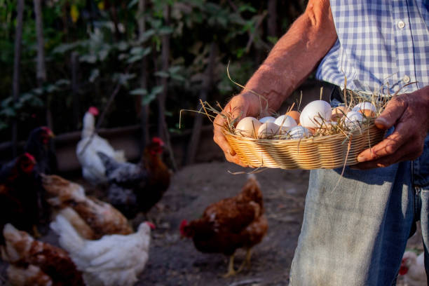 istock a male farmer holds chicken eggs in his hands. 1722124404