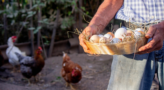 a male farmer holds chicken eggs in his hands. Selective focus.