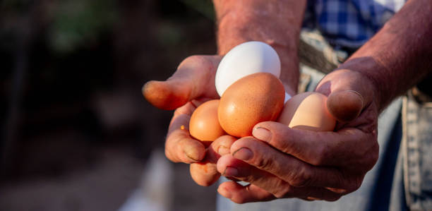istock a male farmer holds chicken eggs in his hands. 1722124959
