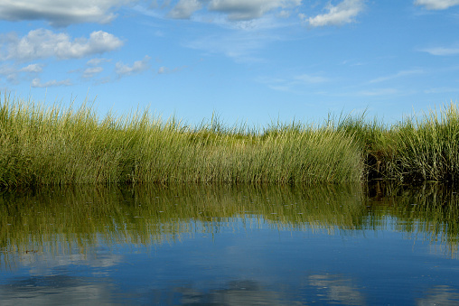  This picture was taken from a canoe on the Scarborough Salt Marsh in Scarborough, Maine. The photo is divided into three areas: blue sky with small cumulus clouds above, a central band with tall, dense grass along a wetlands river bank, and the bottom area, reflected into the calm water, are deeper shades of green and blue from the grass and sky.                       