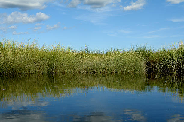 Salt Marsh with grassy riverbank stock photo