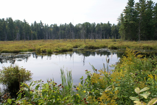 A lush bog in Northern Ontario, Canada.