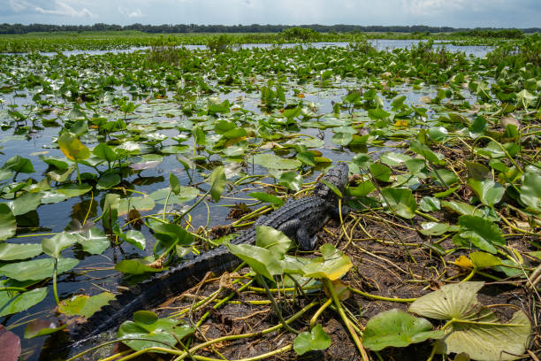 istock An Alligator in the Florida Everglades 1722125868