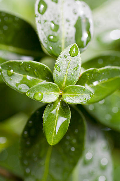 istock Wet plant leaves 172212671