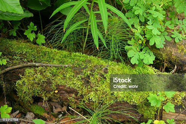 Mossy Registro Foto de stock y más banco de imágenes de Aire libre - Aire libre, Botánica, Color vibrante