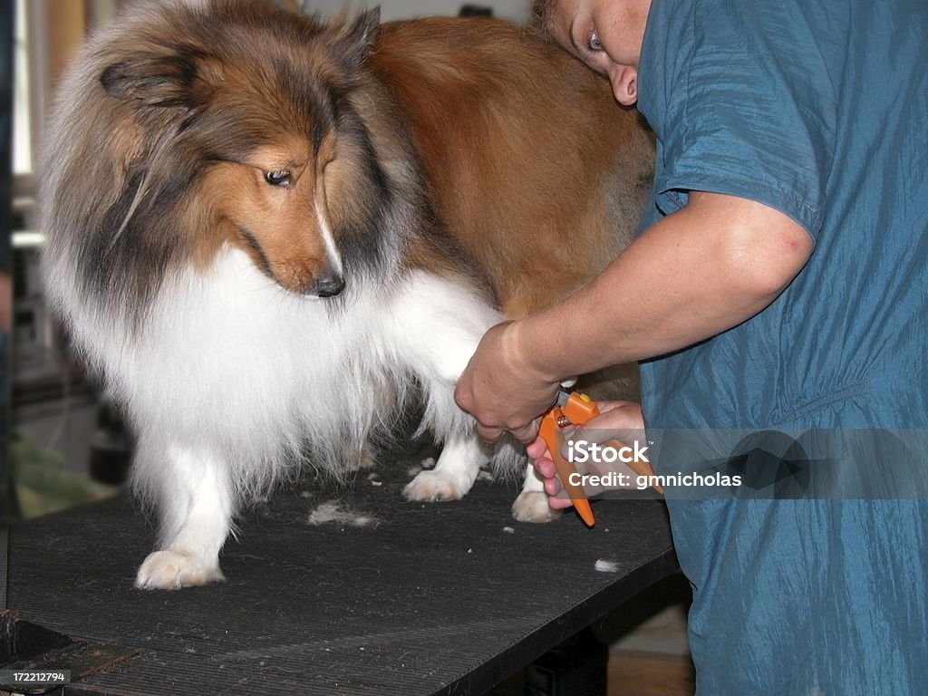 Собака жениха - Стоковые фото Бордер-колли роялти-фри