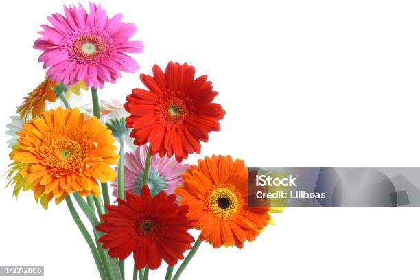 Che Una Margherita Con Copyspace - Fotografie stock e altre immagini di Arancione - Arancione, Bouquet, Colore brillante