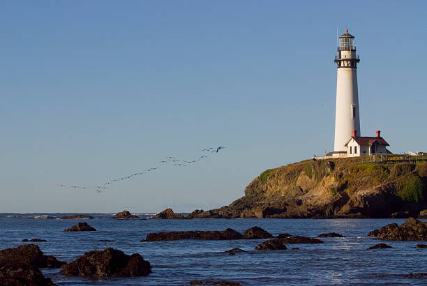 faro día con pelican vuelo - pigeon point lighthouse fotografías e imágenes de stock