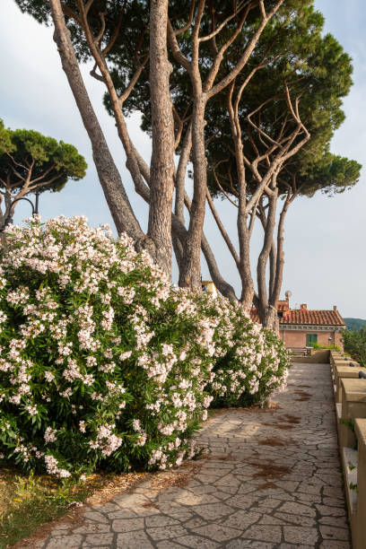 istock Oleander plants in bloom under maritime pines (Pinus pinaster) in a public park in summer, Castagneto Carducci, Livorno, Tuscany, Italy 1722129334