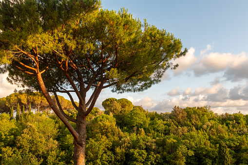 The Maremma is a coastal area of western central Italy, bordering the Tyrrhenian Sea.