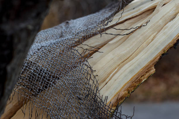 A limb has broken away from a tree trunk, despite the area having been wrapped with mesh and metal.  A large crack is visible, with very little bark holding the tree together.
