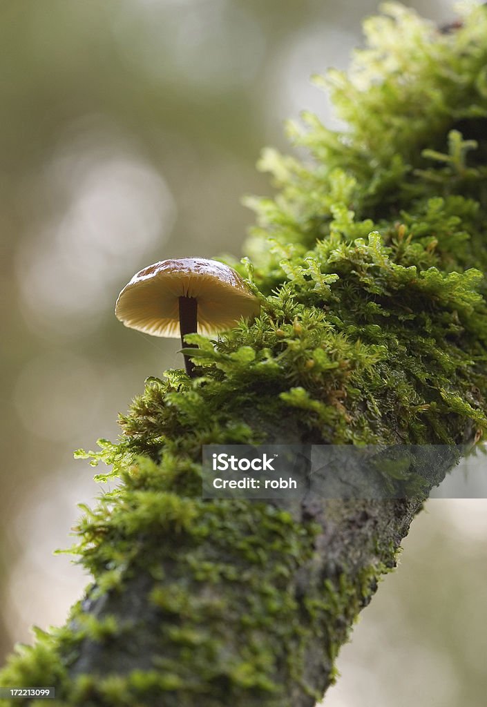 TreeShroom - Foto stock royalty-free di Albero