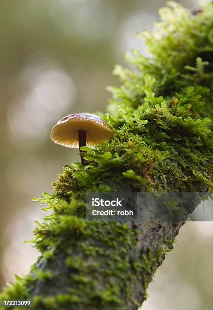 Treeshroom - Fotografie stock e altre immagini di Albero - Albero, Albero sempreverde, Ambientazione esterna