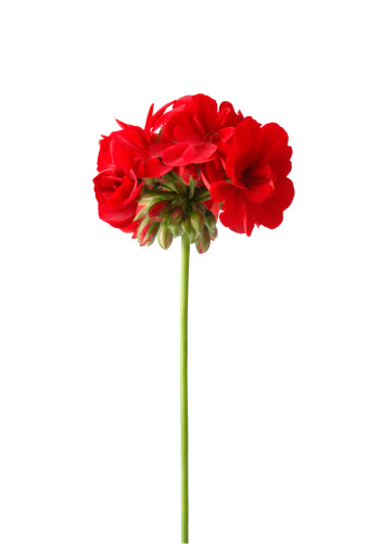 Red Geranium on White. Clipping path included.