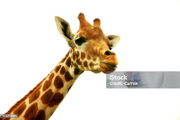 Isolato Girafe - Fotografie stock e altre immagini di Animale - Animale, Animale in cattività, Chiazzato