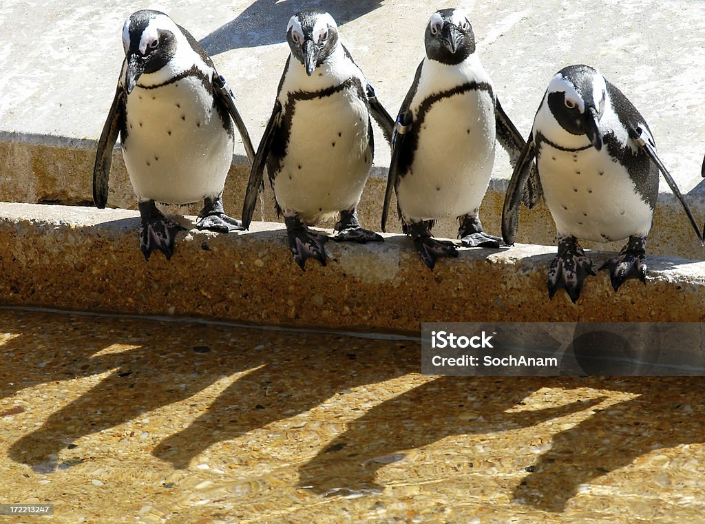 ペンギンは Whop - 動物園のロイヤリティフリーストックフォト