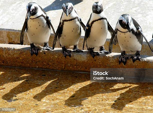 ペンギンは Whop - 動物園のストックフォトや画像を多数ご用意 - 動物園, メリーランド州 ボルチモア, メリーランド州