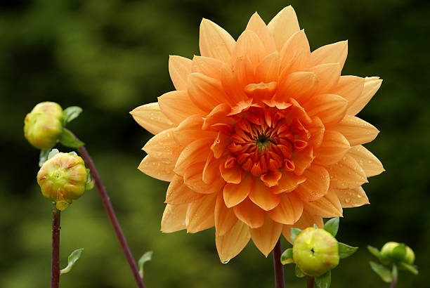 Orange dahlia with a buds against green background. Water drops on flower. Shot after the rain.Really like to see how my images are used.My other similar images