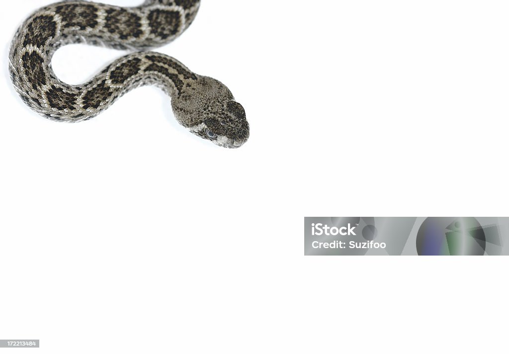 Serpente a sonagli - Foto stock royalty-free di Crotalo dalla coda nera