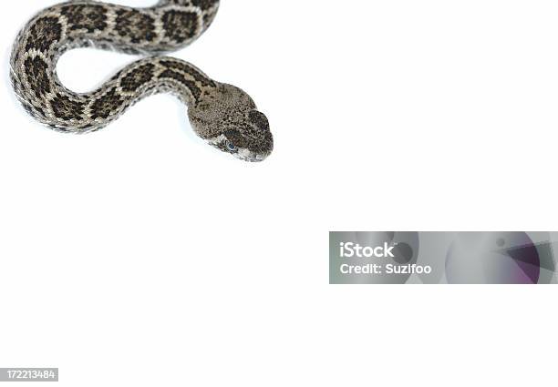 Serpente A Sonagli - Fotografie stock e altre immagini di Crotalo dalla coda nera - Crotalo dalla coda nera, Serpente - Rettile, Animale