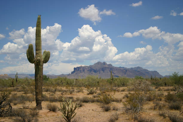 desert-landschaft - desert cactus mexico arizona stock-fotos und bilder