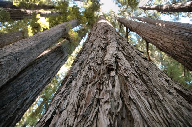 istock California Redwood Trees 172213569