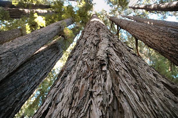 California Redwood Trees stock photo