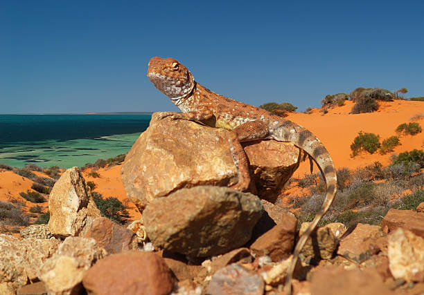 有史以前のモンスターまたは小さなリザードのですか？ - lizard landscape desert australia ストックフォトと画像