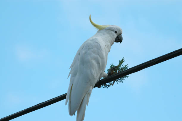 istock Sulphur Crested Cockatoo 172213662