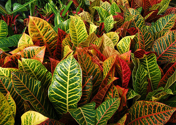 Colorful croton plants