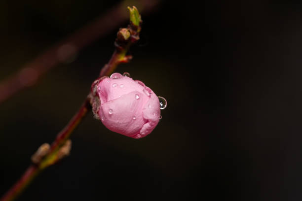 Closeup of beautiful pink blossom tree flowers covered with raindrops
