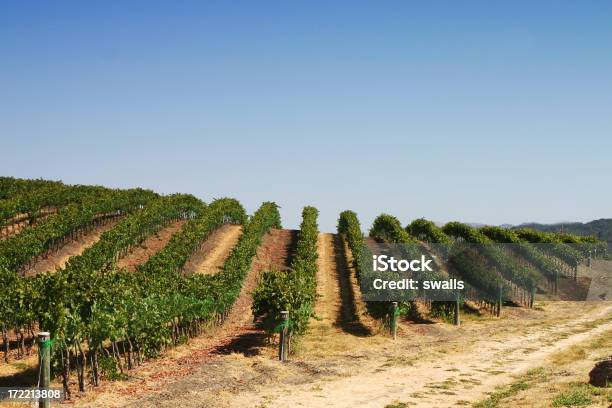 Vineyard Foto de stock y más banco de imágenes de Agricultura - Agricultura, Aire libre, Carretera de tierra