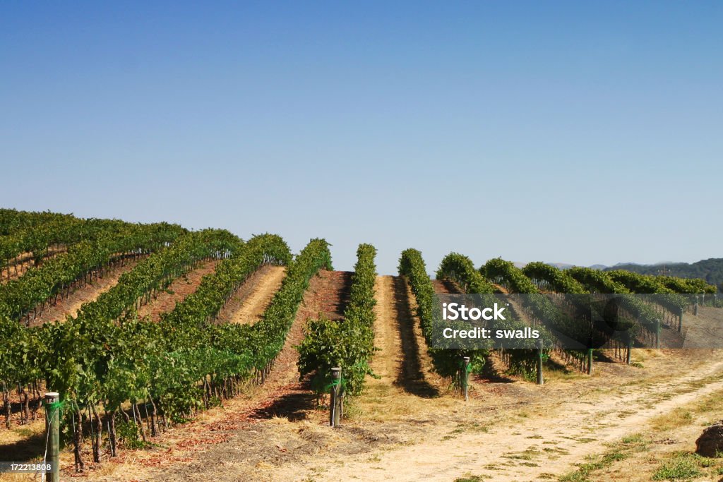 Vinha - Royalty-free Agricultura Foto de stock