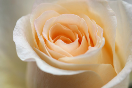 Peach colored rose macro- OTHER flowers and plants: