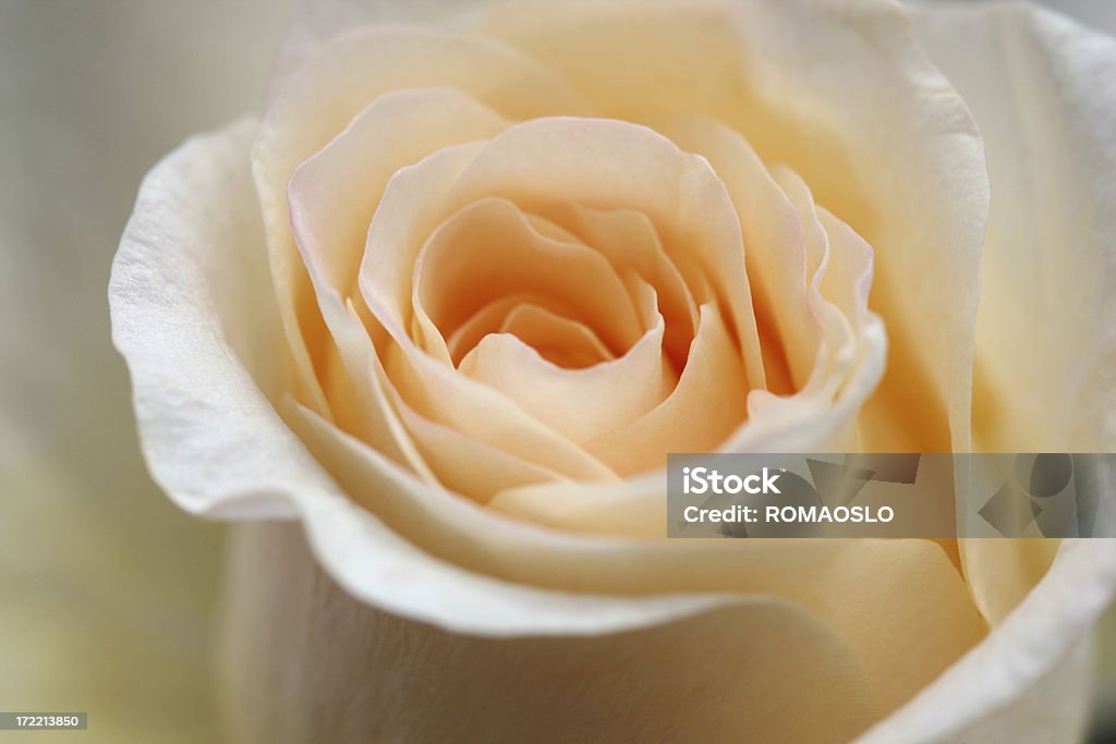 macro de rosas cor de pêssego - Foto de stock de Rosa - Flor royalty-free