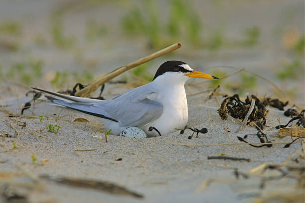 Least Tern on Nest with Egg stock photo