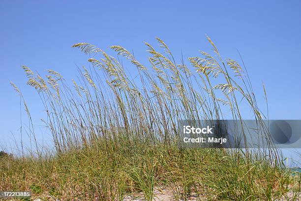 Sea Oats Stockfoto und mehr Bilder von Florida - USA - Florida - USA, Fotografie, Getreide