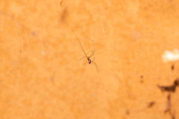 macro shot of a daddy long legs spider hanging from its web with a bright sunny background