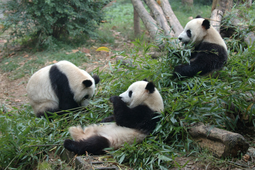 Giant panda sitting outdoor eating bamboo shoots