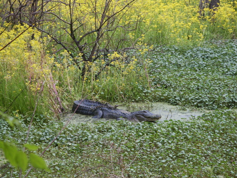 Alligator familly in a Lousiana swamp