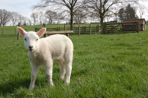 Young spring lamb in field.