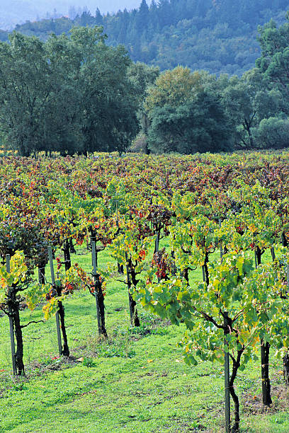 istock Wine Country Scenic 172214128