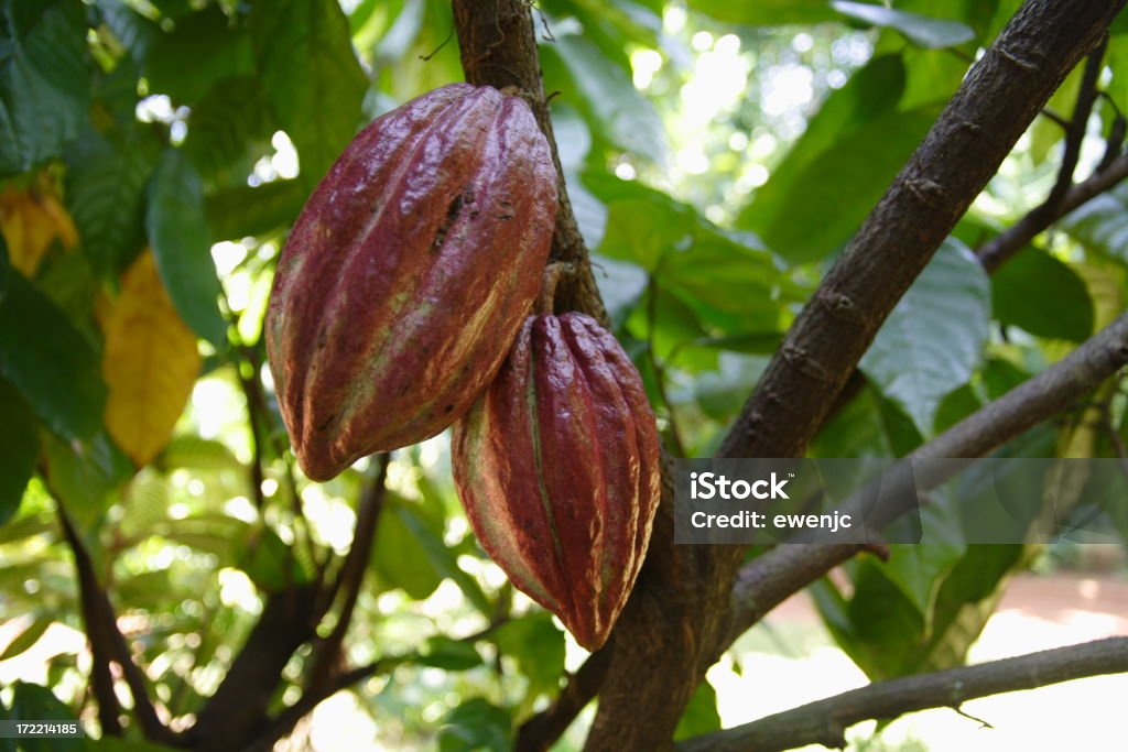 A cocoa plant hanging from a tree Cocoa plant with fruit.  Taken in Sri Lanka Cocoa Bean Stock Photo