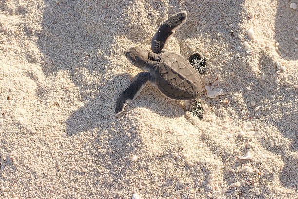 istock Hatchling Green Sea Turtle, Great Barrier Reef, Australia 172214194