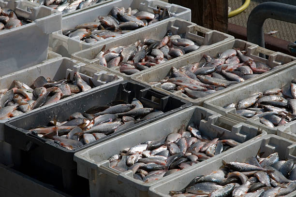 istock Catch of the day 172214356