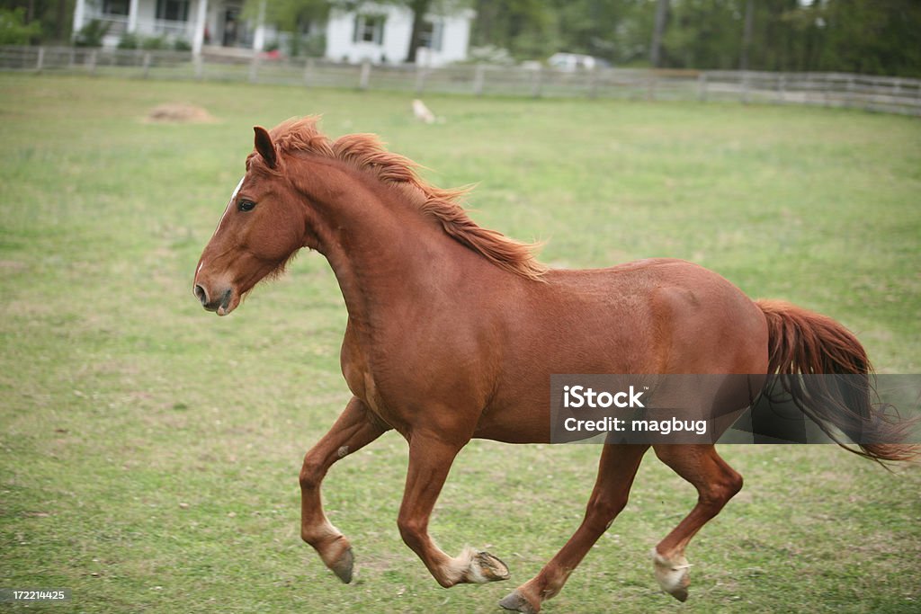 De olho em você - Foto de stock de Alazão - Cor de Cavalo royalty-free