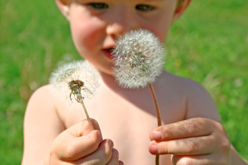 The child holds two dandelions in hands and looks at them.